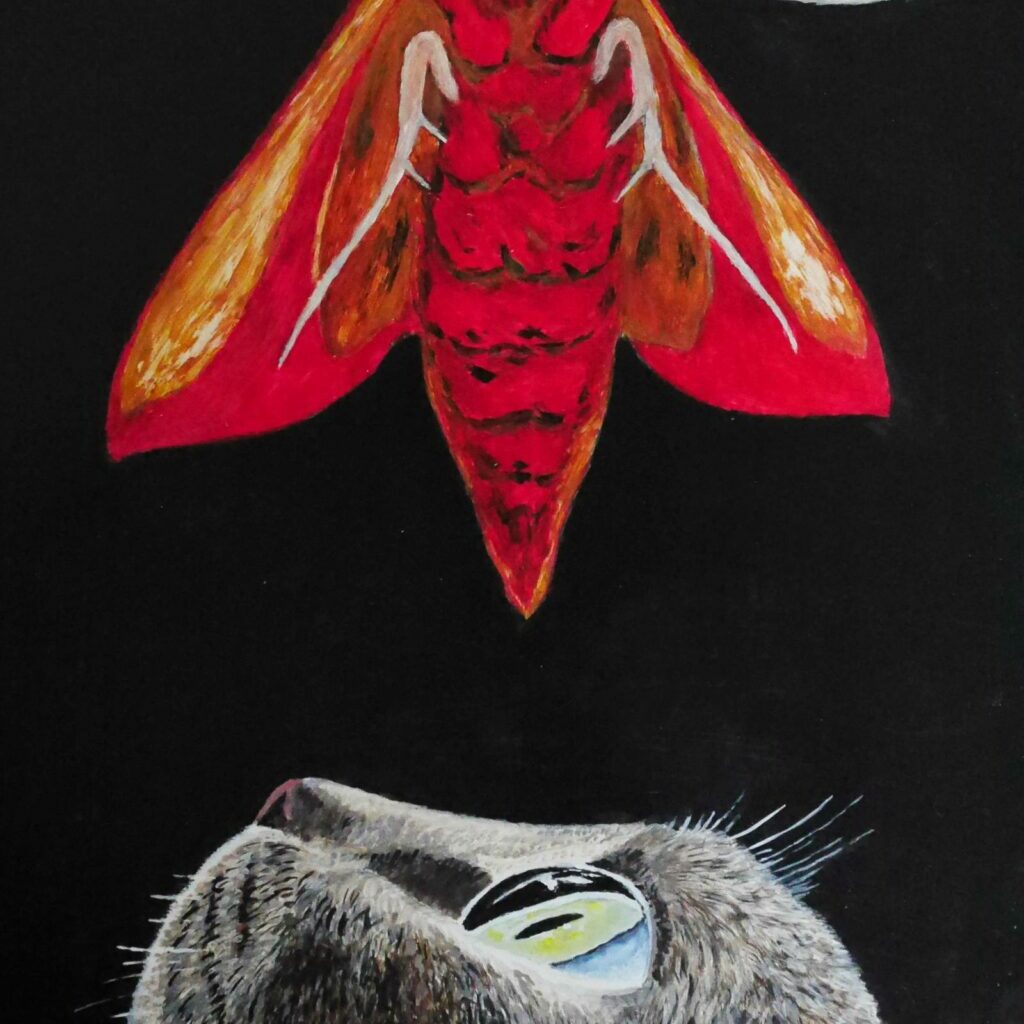 Schildeij van een kat en een mot op zwarte achtergrond